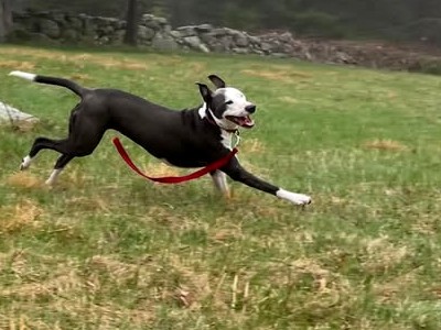 Rei running joyfully through a misty field